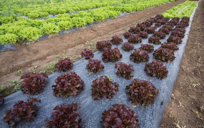 carta dei valori agricoltura bio