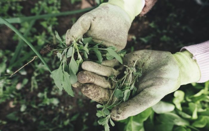 Come trovare lavoro dopo la laurea in agraria?