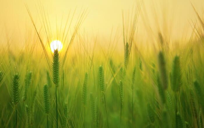 sostenibilità agroalimentare