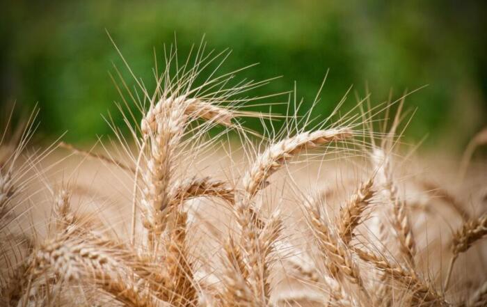 grano duro frumento cereali