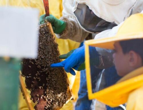 L’Apicoltura Il Riccio e l’Osteria La Casa delle Api: tradizione, qualità e passione